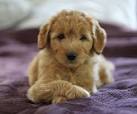 Mini Goldendoodle Puppies For Sale | Poodles 2 Doodles