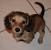 Miniature Shaded Cream Dachshund