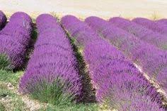 We did not find results for: 9 Best Small Evergreen Shrubs Ideas Small Evergreen Shrubs Evergreen Shrubs Shrubs