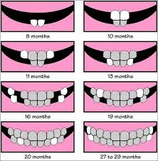 Tooth Growth Chart Home Is Where My Heart Is