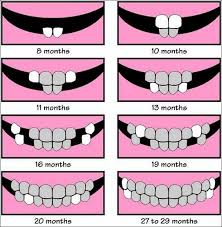 tooth growth chart home is where my heart is