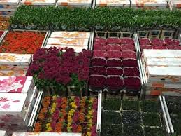 Royal Floraholland In 2020 Flowers Large Flowers Flower Market