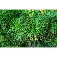 Image result for Cyperus amauropus
