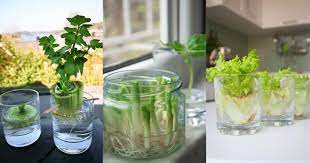 Just follow the steps mentioned below for growing this vegetable. 25 Foods You Can Re Grow Yourself From Kitchen Scraps Diy Crafts