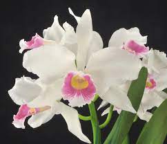 Pin On Cattleya