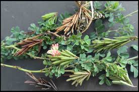 Image result for Indigofera spicata