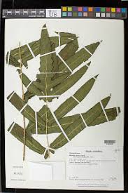 Image result for Blotiella currorii