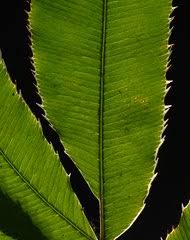 Image result for Pteris auquieri