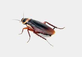 We did not find results for: Common Household Pests Hawkeye Exterminators