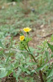 Image result for Sonchus oleraceus