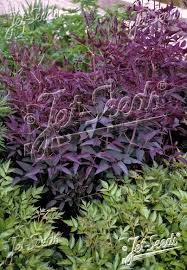 Image result for Clematis recta atropurpurea