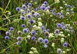 Image result for Apiaceae