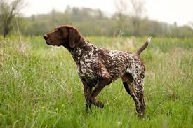 Image result for německý ohař drátosrstý stavba těla