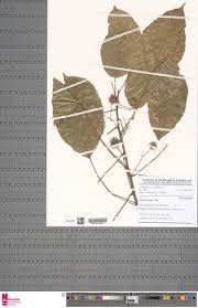 Image result for Lindackeria dentata