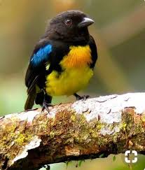 Birds Of A Feather Odyssey Idea By Rose Varga On Birds Funny Birds Beautiful Birds Bird Species