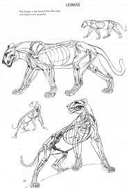 船優學網 ppt 下載 ⭐ わくわくコスプレイヤー vol45 1. Anatomicalart Cat Anatomy Feline Anatomy Animal Drawings