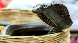 King Cobra चार प्रजातियों का शाही वंशज, जानिए कहां से विकसित हुआ जहरीला  सांप - Science AajTak