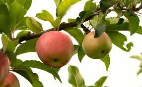 Obstbaume Fur Kleine Garten Und Balkon Die Besten Sorten Pflanzen Kleine Obstbaume Garten Pflanzen