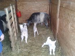 Publicat vineri, 08 mai 2015 , vizualizat de 1117 ori. CaprÄ Cu Patru Iezi In Santana De Mures Stiri Din Mures Stiri Targu Mures Liderul Presei Muresene