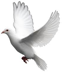 Doves 01205 358808 369524 Our Release Packages Can Be Tailored For Any Event Dove Images White Doves Dove Pictures