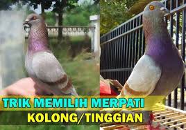 Maybe you would like to learn more about one of these? Ciri Ciri Burung Merpati Kolongan Berkualitas Dan Cara Memilihnya