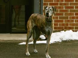 How long do dogs with hip dysplasia live? On The Horizon How Dogs May Help Fight Bone Cancer Cbs News