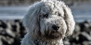 Fips loves getting his chest scratched while we're lying on the bed. Scratch Dog Or Not Are Goldendoodle Dogs Hypoallergenic Hypoallergenic Paws The Home Of Dogs That Don T Shed