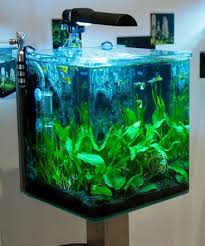 Flora By Fluval Aquatic Plants Aquarium Flora