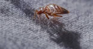 Jadi, kalau aircond kereta anda rasa tak sejuk, tak ada angin, atau tak sekuat dulu, bolehla cuba periksa filternya seperti dalam langkah ini. Pepijat Dah Sampai Dalam Kereta Anda Mypestnews