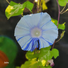 Image result for Ipomoea kituiensis