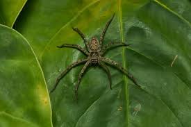 If it tastes good (and most insects taste good to cats), then she will have acquired a. 6 Biggest Spiders In Florida Owlcation