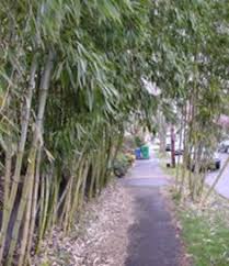 The first step to removing bamboo is to identify the kind of bamboo that you are dealing with. 8 Bamboo Removal Ideas Bamboo Bamboo Plants Plants