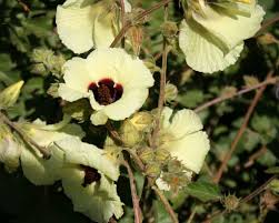 Image result for Hibiscus diversifolius