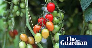 Mar 09, 2019 · my tomatoes are growing up into the lights. Growing Tomatoes 20 Tips For Tasty Fruit Gardening Advice The Guardian