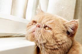 Concerned that your cat is not eating? Depression In Cats Understand The Signs Causes And Treatment