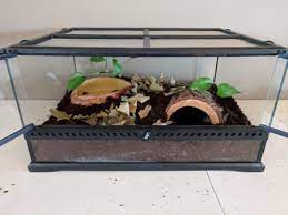 Beginner's Guide To Keeping Frogs As Pets - Frogpets