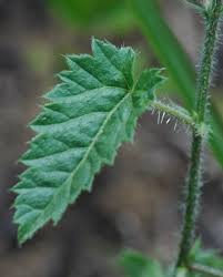 Image result for Tragia rupestris