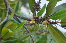 Image result for Rhizophoraceae