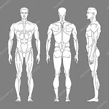 Smooth muscle contractions are involuntary movements triggered by. Body Silhouette Of A Man With Muscles In Front Side And Back The Muscular Body Of A Person Vector Linear Illustration Premium Vector In Adobe Illustrator Ai Ai Format