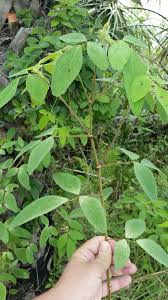 Image result for Desmodium tortuosum