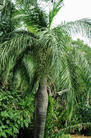 Image result for Copaifera baumiana