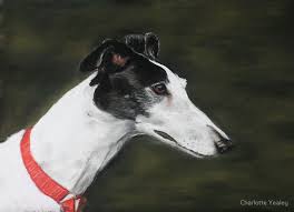 Black And White Greyhound Dog Pin On Greyhounds