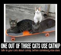 Image result for lolcats