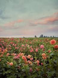 Plants and worn, aged materials are generally used by japanese garden designers to suggest a natural landscape, and to express the fragility of existence as … Erin Benzakein Of Floret Farm Talks About Her Dahlia Collection House Garden