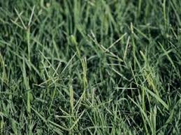 Check spelling or type a new query. Bermudagrass Lawns