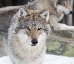 The wolf pup that becomes the alpha wolf pup depends on a few things. Do Wolf Dog Hybrids Make Good Pets Pethelpful