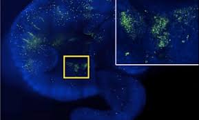Then followed by subculturing of primary cells, it produces secondary cells to a definite cell. Researchers Add To The Potential Of Stem Cells Cell And Molecular Biology