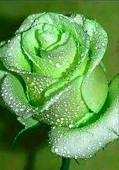 Rosa verde