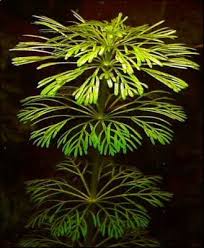 Image result for Limnophila crassifolia