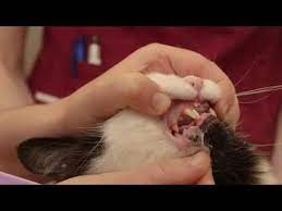 Like humans, brushing will not only prevent plaque and tartar formation; How To Brush Your Cat S Teeth Youtube
